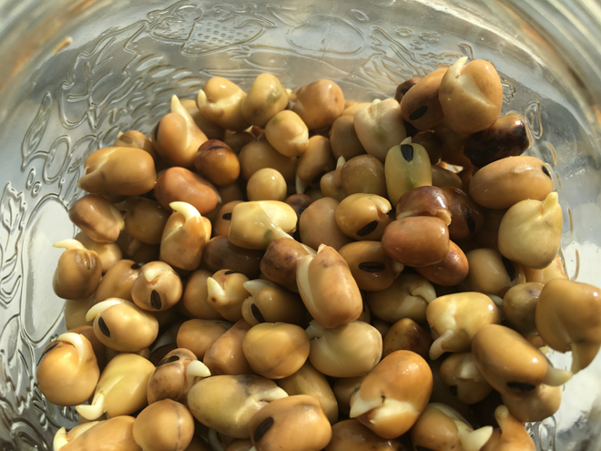 Sprouted-fava-beans-health