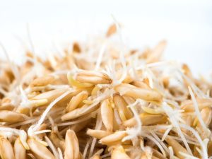 Sprouted Oats
