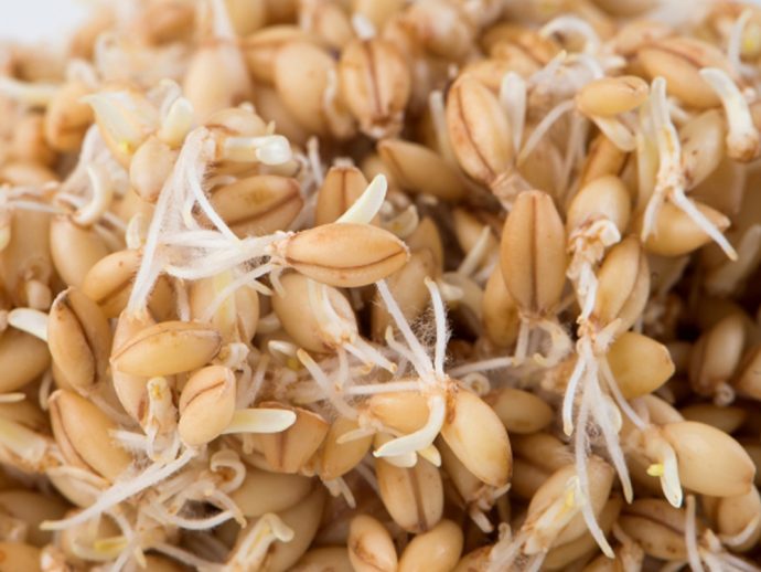 Sprouted Barley - Markito Fitness & Nutrition