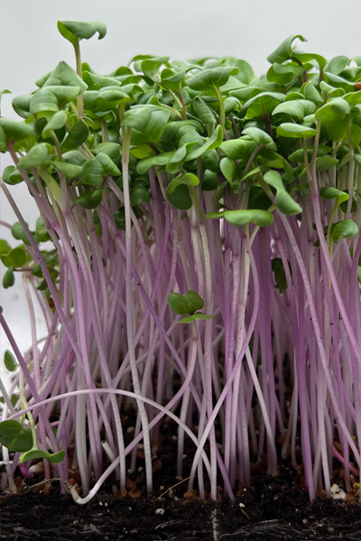 China Rose Radish- Freshly Harvested