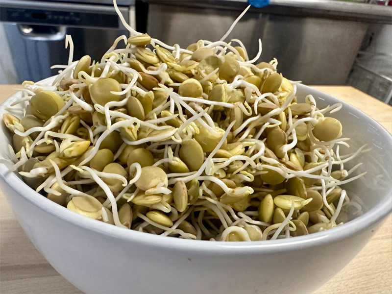 Sprouted Large Green Lentils