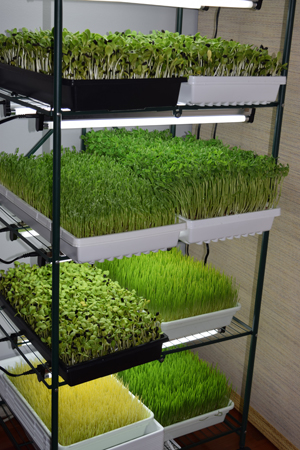 sprouts-and-microgreens-markito-nutrition